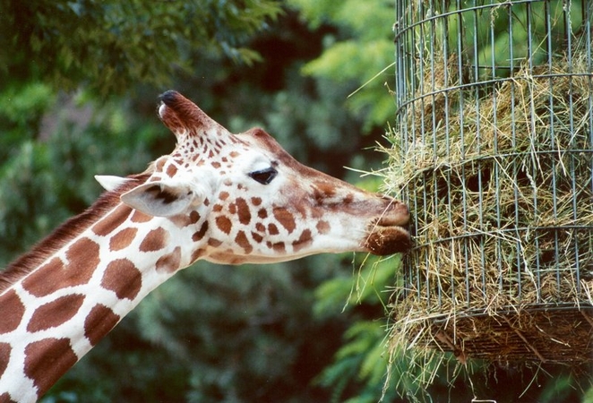 giraffe_1_fc.jpg