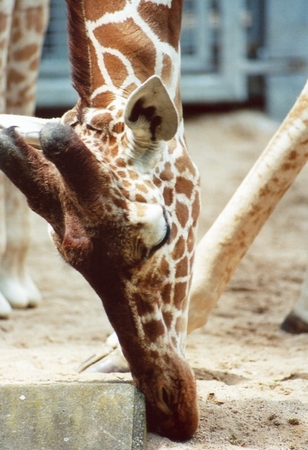 giraffe_nase_juckt_fc.jpg